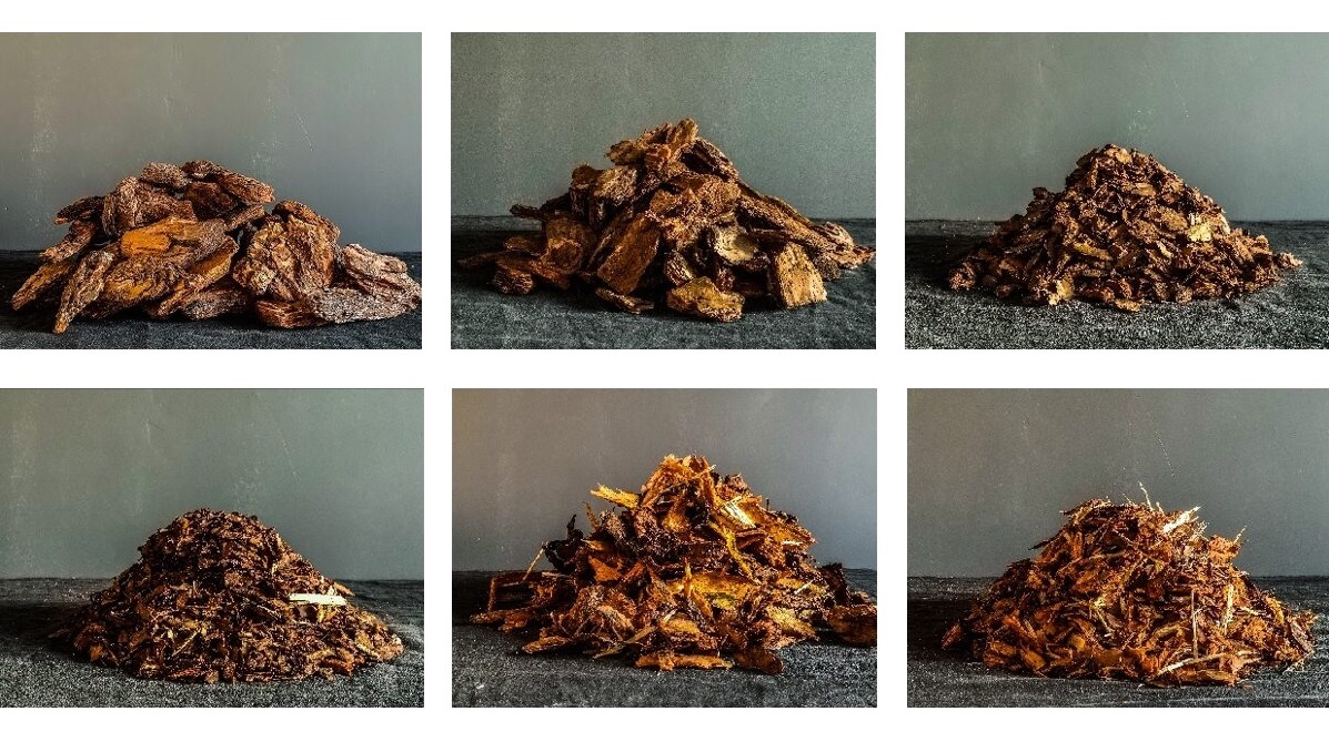 Pine_bark.jpg